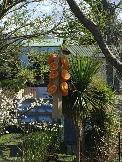Union Street Hideaway Apartman Waihi Kültér fotó